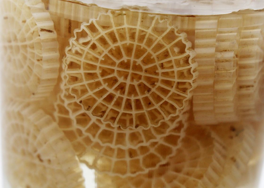 hdpe k5 kaldnes accessori per acquari in plastica bioballe media biopipe per il trattamento dell'acqua